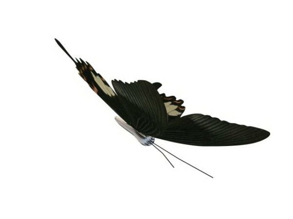 Hewan Kupu-Kupu Swallowtail