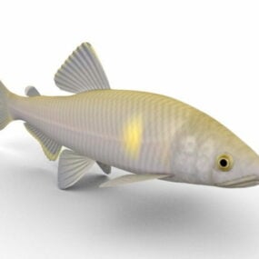Sweet Ayu Fish Animal 3d model