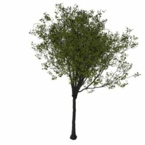 Model 3d Pohon Ceri Manis
