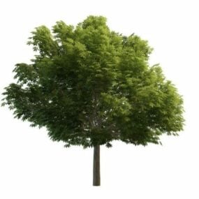 梧桐树3d模型