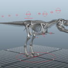 T-rex Skeleton Rigged