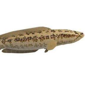 Taiwan Snakehead Fish 3d-model