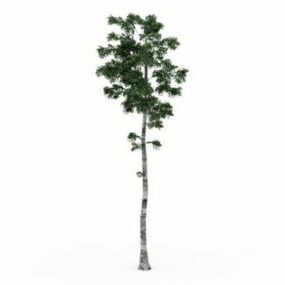 Tall Birch Tree 3d malli