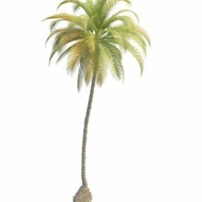 3D model vysoké hubené palmy