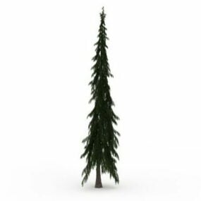 Tall Skinny Spruce Tree 3d model