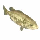 Tautog Blackfish Balık Hayvanı