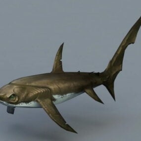 Requin renard modèle 3D