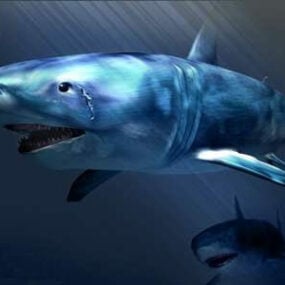 Kaplan Köpekbalığı Hayvanı 3d modeli