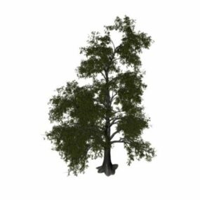 Tilia Tomentosa Tree 3d model