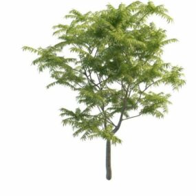 Toona Tree 3d model