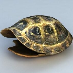 Écaille de tortue modèle 3D