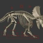 Esqueleto de dinosaurio triceratops