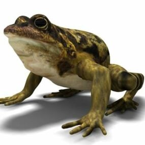 3д модель настоящего животного-жабы