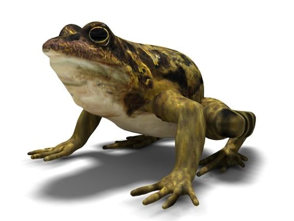 True Toad Animal