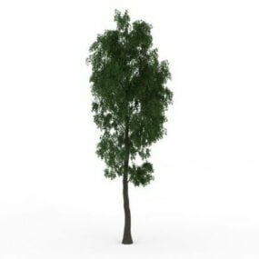 튤립 포플러 나무 3d 모델