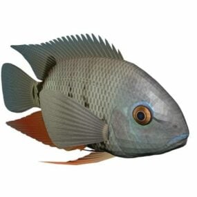 Turquoise Severum Fish Animal 3d model
