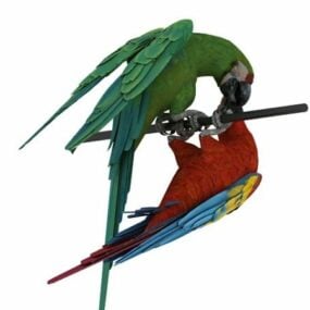 Two Macaws Animal 3d model