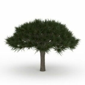 Modello 3d dell'albero di pino ombrello