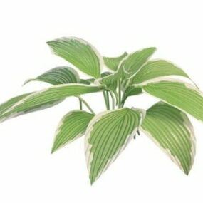 Variegated Leaf Plant 3d-modell
