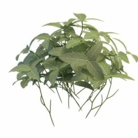 Variegated Plant 3d model