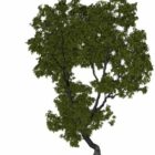 Vegeta Alm Tree