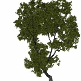 Vegeta Elm Tree 3d model