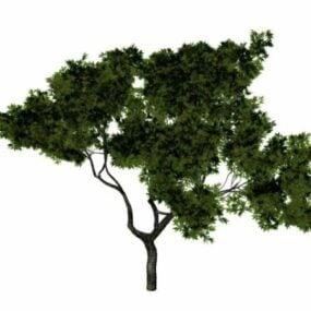 Valnötsträd 3d-modell