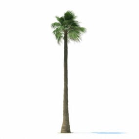 Washingtonia Filifera Tree 3d model