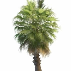 Washingtonia palmboom 3D-model