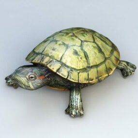Water Turtle 3d model