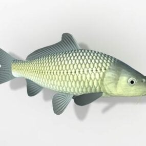 일본 잉어 물고기 3d 모델