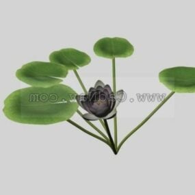 Water Nymph Plant 3d model