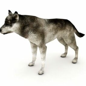 Modello 3d animale lupo occidentale
