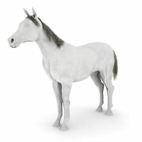 3д модель животного Белая арабская лошадь