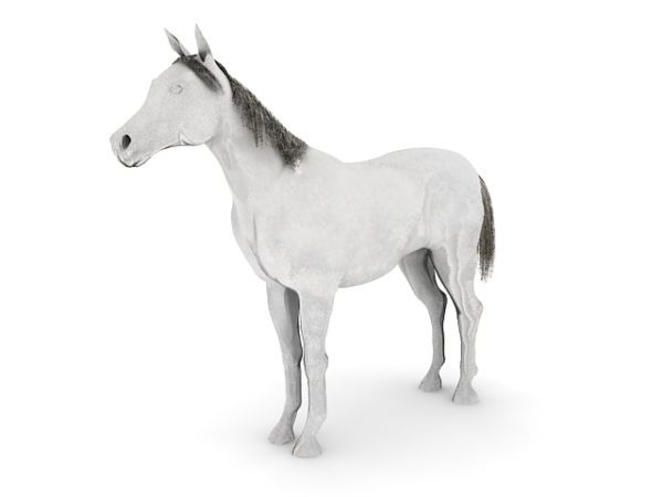White Arabian Horse Animal