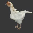 Hvid kylling