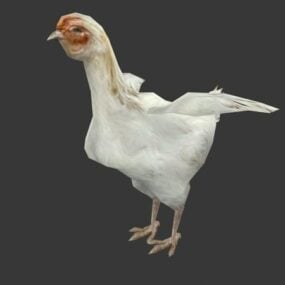 Vit kyckling 3d-modell