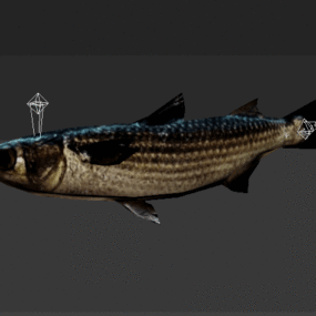White Mullet Animated Rig 3D-malli