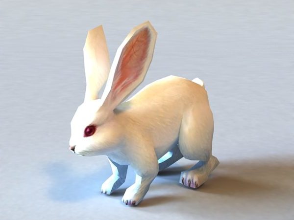하얀 토끼