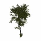 Pokok Putih Basswood