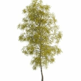 Model 3d Pokok Birch Putih