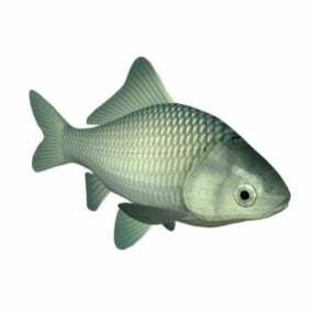 โมเดล 3 มิติสัตว์ปลาคาร์พ Crucian สีขาว