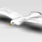 White Dove Bird Animal