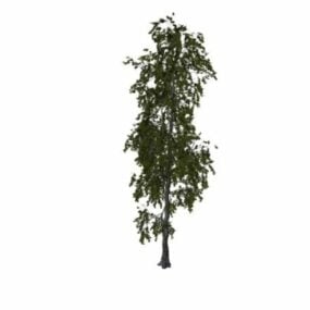 Weißes Pappelbaum-3D-Modell