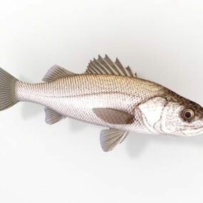 Modelo 3d de pez lubina blanca