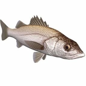 White Seabass Fish Animal 3d-malli