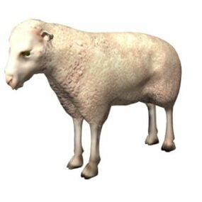 White Sheep Animal 3d model