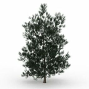 White Spruce Tree 3d model