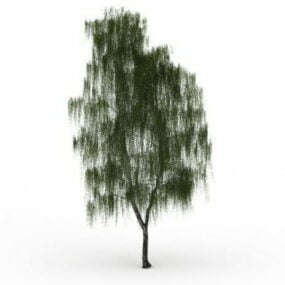 White Willow Tree 3d model