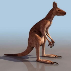 3д модель дикого кенгуру
